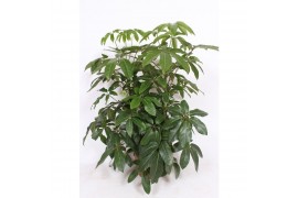 Schefflera actinophylla amate