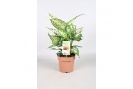 Dieffenbachia compacta