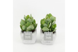 Crassula arborescens undilatifolia in vierkant stone pot