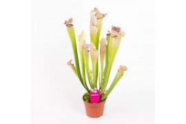 Sarracenia leucophylla