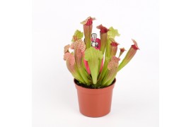 Sarracenia fiona