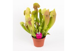 Sarracenia barba