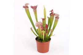 Sarracenia leucophylla