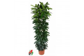 Ficus cyathistipula deremensis mix 90-60-30-15