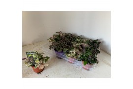 Tradescantia mix