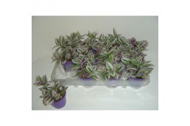 Tradescantia white