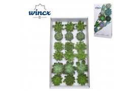 Echeveria snij Echeveria Green Mix (Wincx) Cutfl (6 Spcs) 999