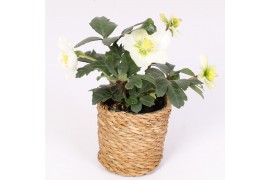 Helleborus niger christmas carol in seagrass pot