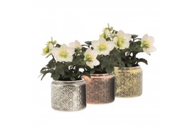 Helleborus niger christmas carol in ornamental pot