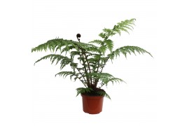 Cyathea australis Cooperii (Australian Tree Fern)