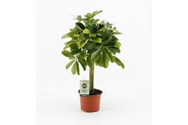 Schefflera arboricola nora