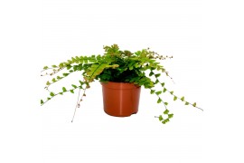 Adiantum caudatum walking maidenhair