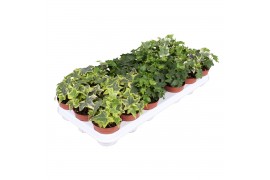 Hedera helix mix 6pp - 5-8cm Rank