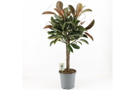 Ficus elastica melany