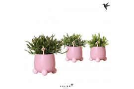 Rhipsalis mix in rolling pink kolibri greens