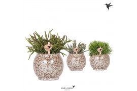 Rhipsalis mix Kolibri Greens in Safari pot