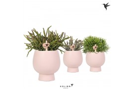 Rhipsalis mix in scandic nude kolibri greens