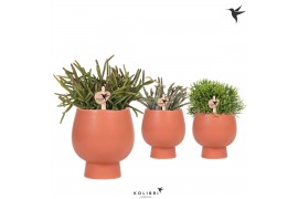 Rhipsalis mix in scandic terracotta kolibri greens