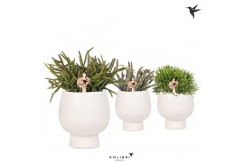 Rhipsalis mix in scandic white kolibri greens