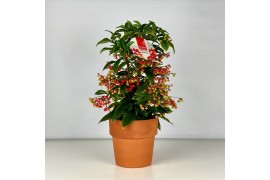 Ardisia crenata bos premium Rood bes - Terracotta Pot