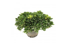 Pittosporum nanum tobira