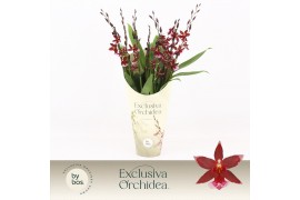 Burrageara barrocco red 7+ spike Exclusiva Orchidea Potcover