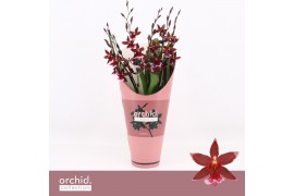 Burrageara barrocco red 7+ spike Compact Orchid Collection Potcover