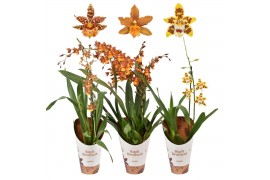 Odontoglossum 1 tak mix