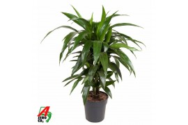 Dracaena fragr. janet craig vertakt