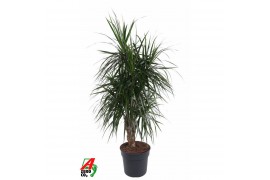 Dracaena marginata vertakt,