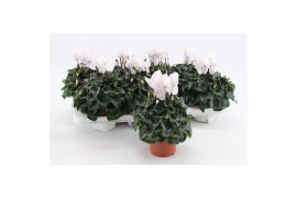 Cyclamen pers. midi super serie allure Cyclaam Midi White 22 cm diamet