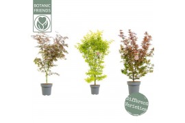 Acer palmatum mix kleuren per laag