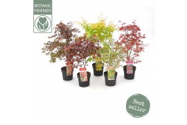 Acer palmatum mix 5 kleuren per cc