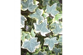 Hedera helix mix geel bont 9pp - 20-25cm Rank - Moederplant