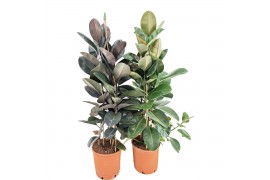 Ficus mix 3pp