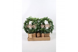 Hedera helix groen 9pp - 40-45cm Rank - Boog, Zeegrasmand + Home deco