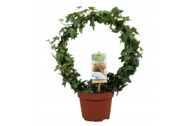 Hedera helix groen 9pp - 40-45cm Rank - Enkele boog