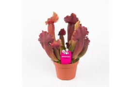 Sarracenia maroon