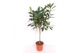 Ficus cyathistipula stam