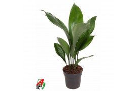 Aspidistra elatior 9pp