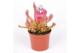 Sarracenia scarlet belle