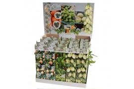 Fruitbomen Exotic Fruit mix