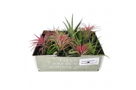 Tillandsia bonsai mix 101943 x30