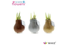 Hippeastrum gewaxt No Water Flowers Waxz Metallic Gold / Silver/ Coppe