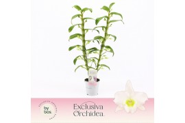 Dendrobium nobile spring dream star class apollon 2-spike Exclusiva Or