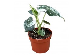 Alocasia micholitziana frydek