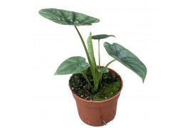 Alocasia lukiwan