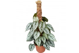 Philodendron brandtianum mosstok