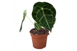 Alocasia flying squid