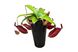 Nepenthes Bloody Mary monkey jars